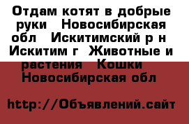 Отдам котят в добрые руки - Новосибирская обл., Искитимский р-н, Искитим г. Животные и растения » Кошки   . Новосибирская обл.